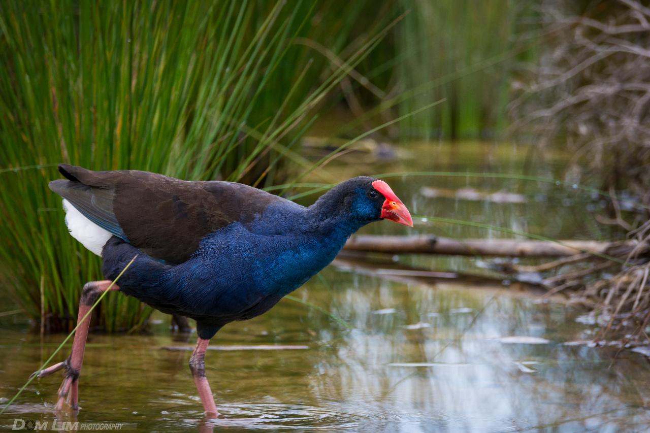 WONDERFUL WATERBIRDS (4-7yrs)
