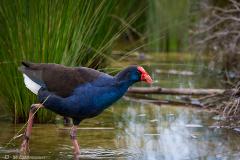 WONDERFUL WATERBIRDS (4-7yrs)