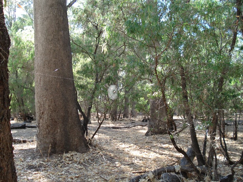 Historical tuart woodlands