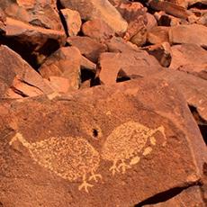 Rock Art & Bush Tucker Tour