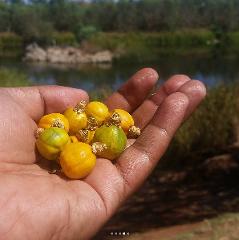 Bush Tucker Tour