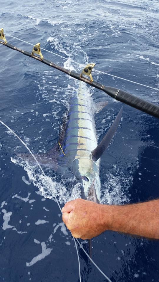 Game Fishing - Marlin, Tuna, Broadbill