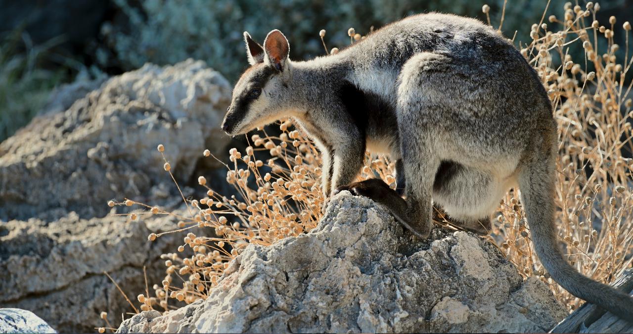 Yardie Creek Boat Tour 2026