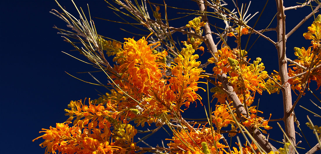 Western Desert Art Centre Expedition