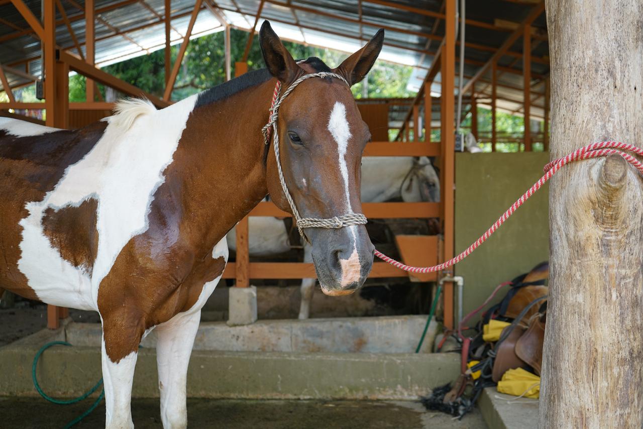 Combo: Horseback Riding and Coffee, Chocolate, Vanilla & Spice Tour