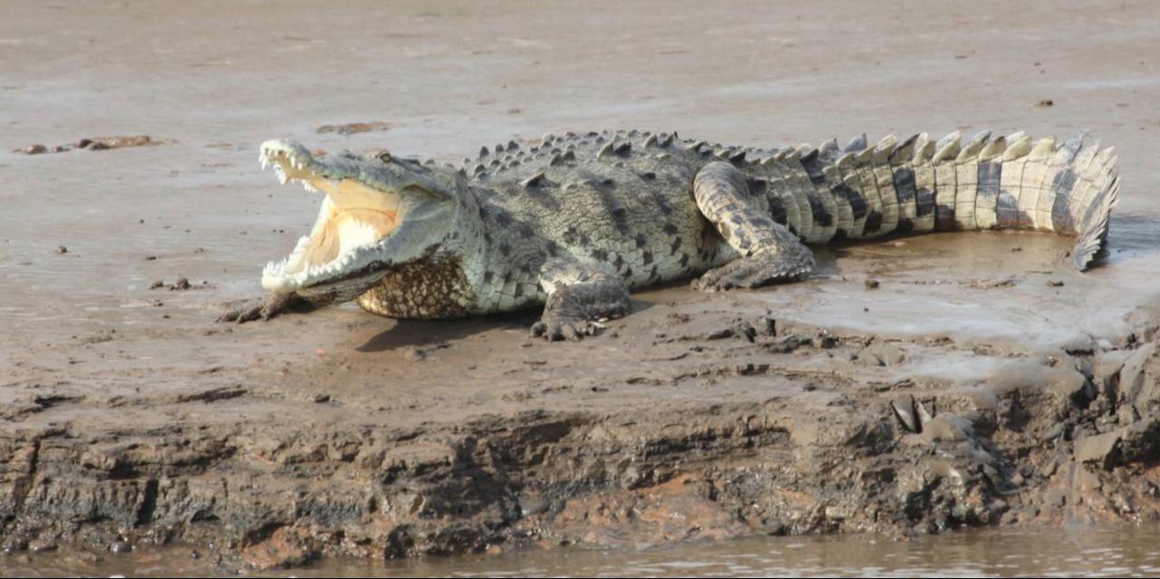 Jungle River & Crocodile Adventure