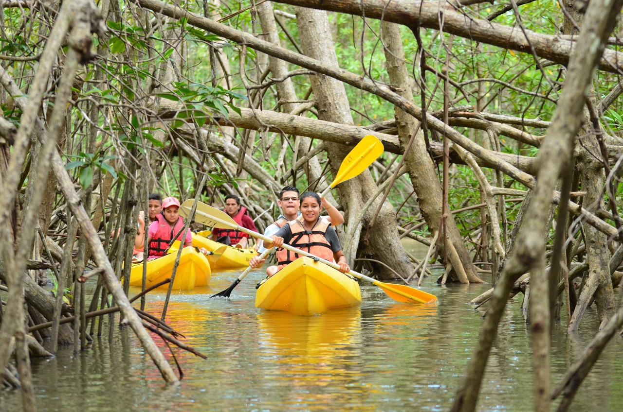 Damas Island Mangrove Estuary Kayak Tour from Jaco