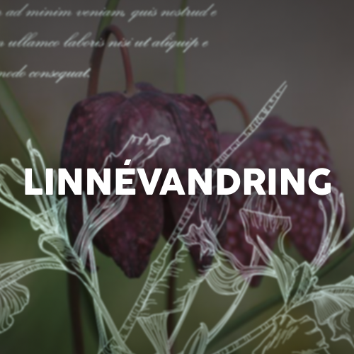 Stadsvandring - I Linnés fotspår