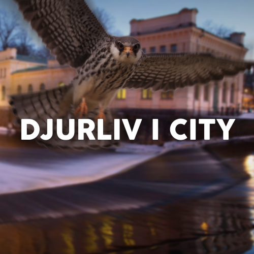 Stadsvandring - Djurliv i city