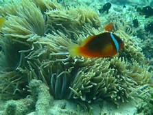 Coral Coast Full Day Packaged Private Tour
