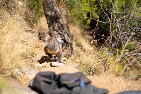 EA_Rock_Climb_Abseil_Morialta_6