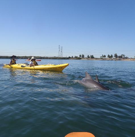 Dolphin Sanctuary – up close by kayak
