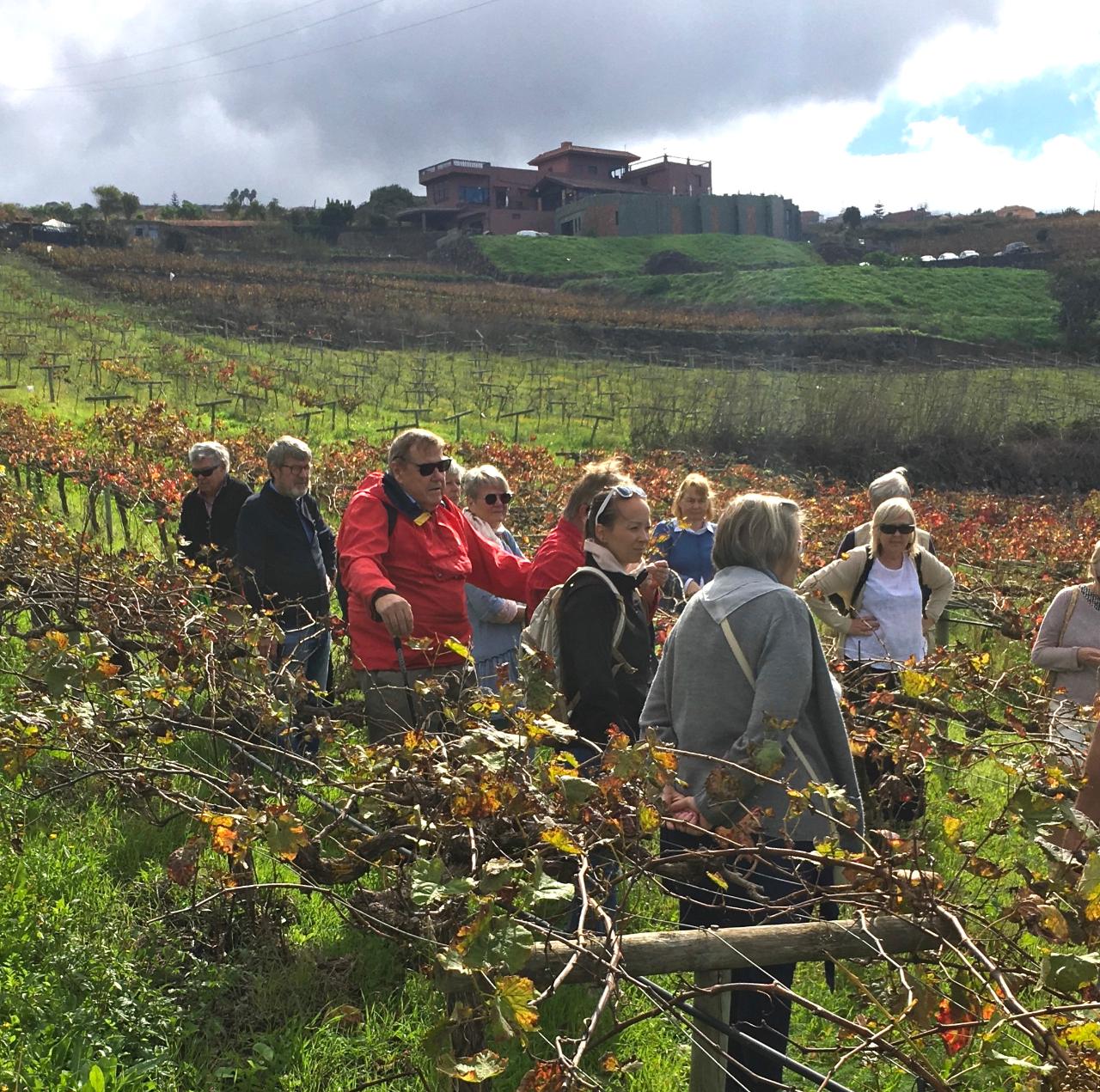 Visita Viñedos y Bodega + Cata 4x4