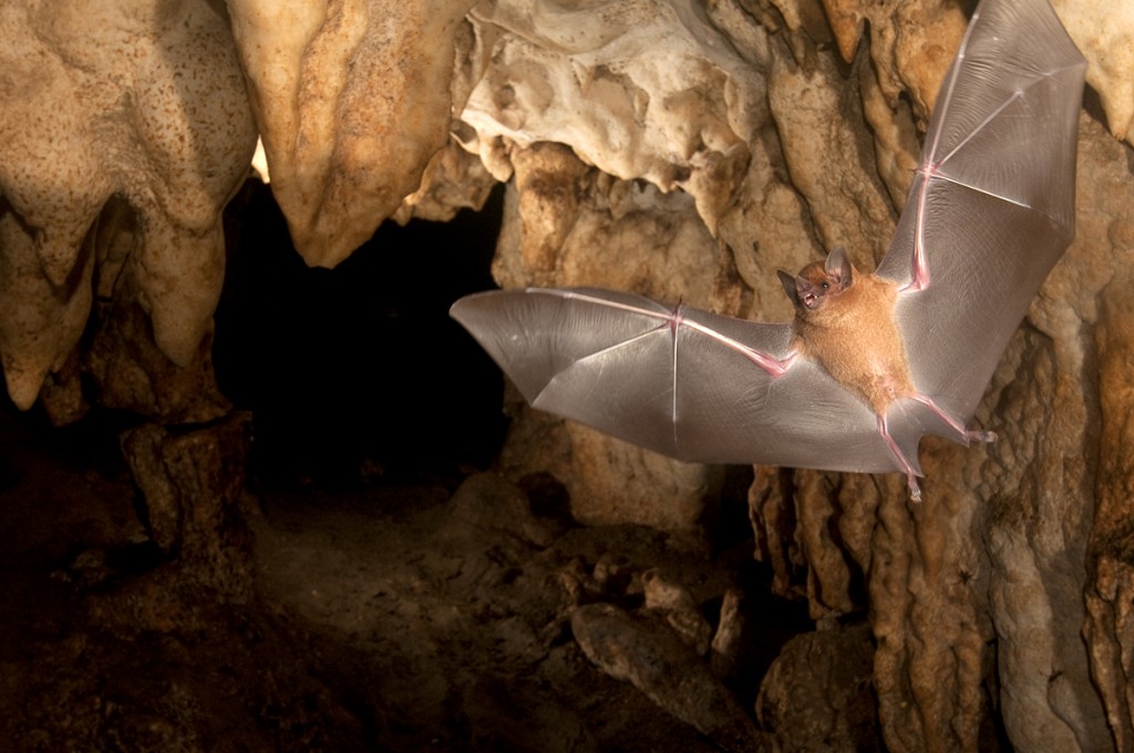 Image result for bats cave