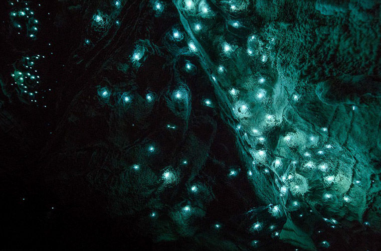 Galaxsea -  Bioluminescence tour