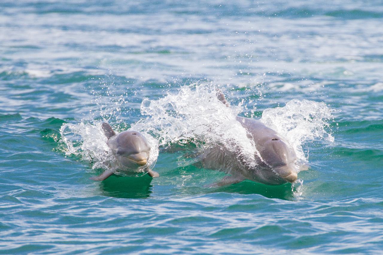 Whale Watching at Marino Ballena Park