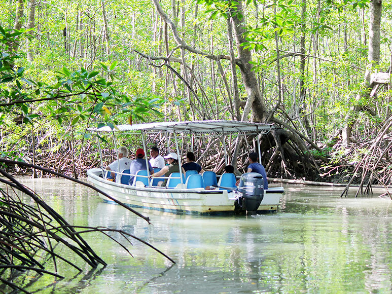 Mangrove Boat Tour