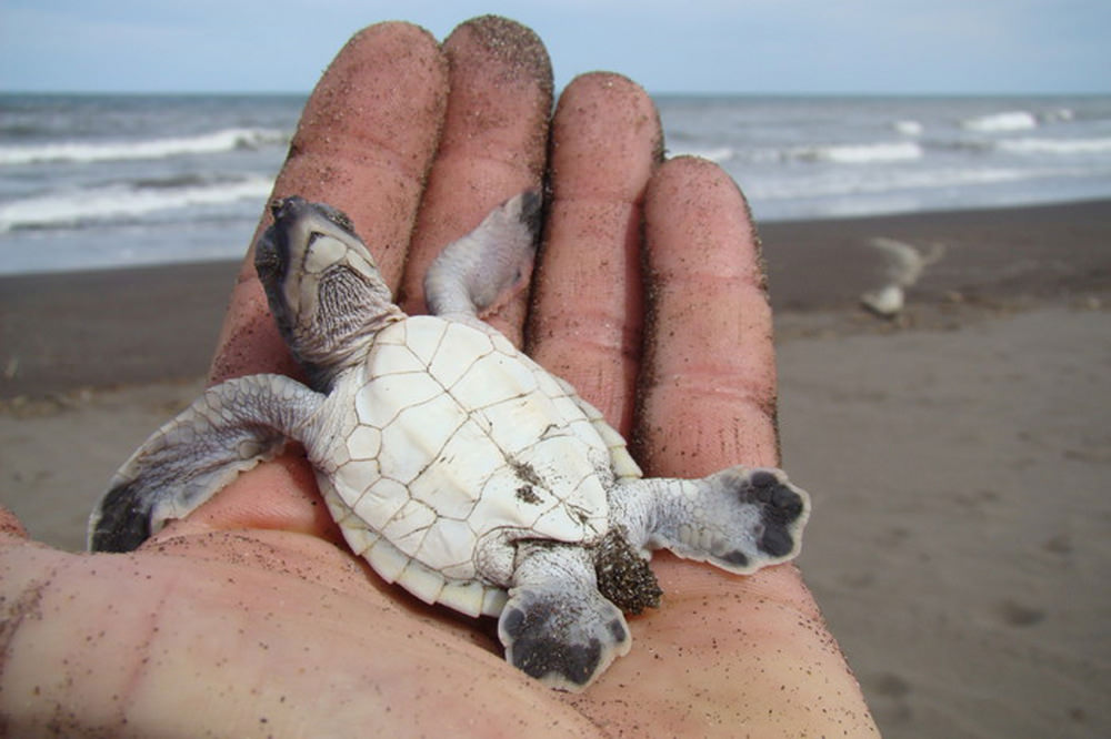 Tortuguero 1 nights 2 days