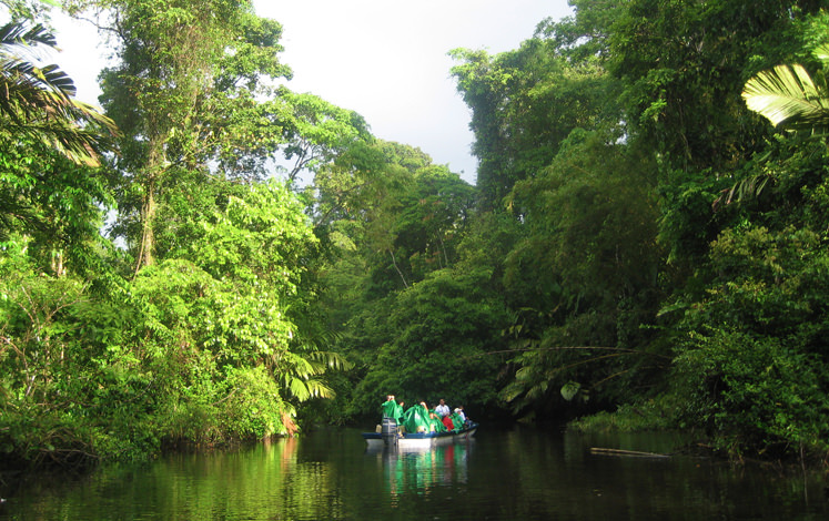 Tortuguero Standard