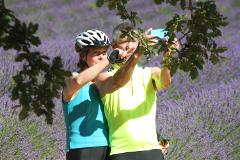 Bike Tour, Provence, France (guided groups)