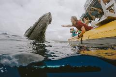 Ultimate Whale Watch and Snorkel - Maui: 3 Hour Whale Watch Enthusiast (Seasonal December - April)