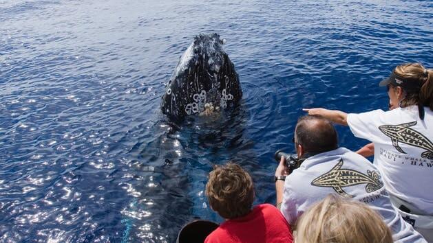 FH Pacific Whale Foundation - Maui: Whalewatch Lahaina