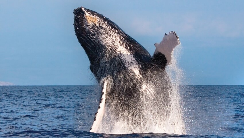 Updated - Hawaii Nautical - Big Island: Kawaihae Whale Watch - Kawaihae