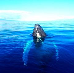 Ultimate Whale Watch and Snorkel - Maui: 2 Hour Whale Watch (Seasonal December-April)