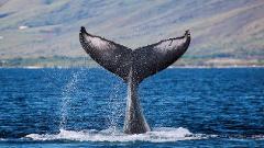 FH Pacific Whale Foundation - Maui: Whalewatch Sail