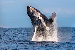 Updated - Hawaii Nautical - Oahu: Whales Guaranteed Morning Sail - Kewalo Basin Harbor