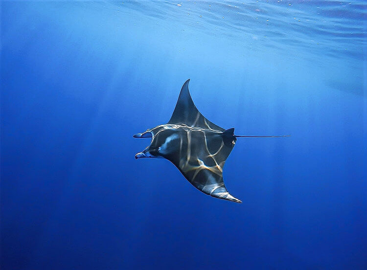 manta ray night snorkel kona hawaii