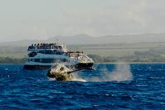Updated - Boss Frog's Calypso - Maui: Calypso Afternoon Whale Watch