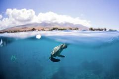 Updated - Boss Frog’s Quicksilver - Maui: Quicksilver AM Turtle Town Snorkel - Maalaea Harbor