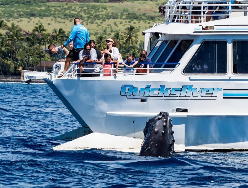Updated - Boss Frog’s Quicksilver - Maui: Quicksilver Morning Whale Watch