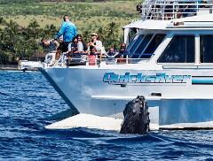 Updated - Boss Frog’s Quicksilver - Maui: Quicksilver Morning Whale Watch