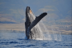 Boss Frog's Calypso - Maui: Calypso Maui Whale Watch Cruise - Maalaea Harbor