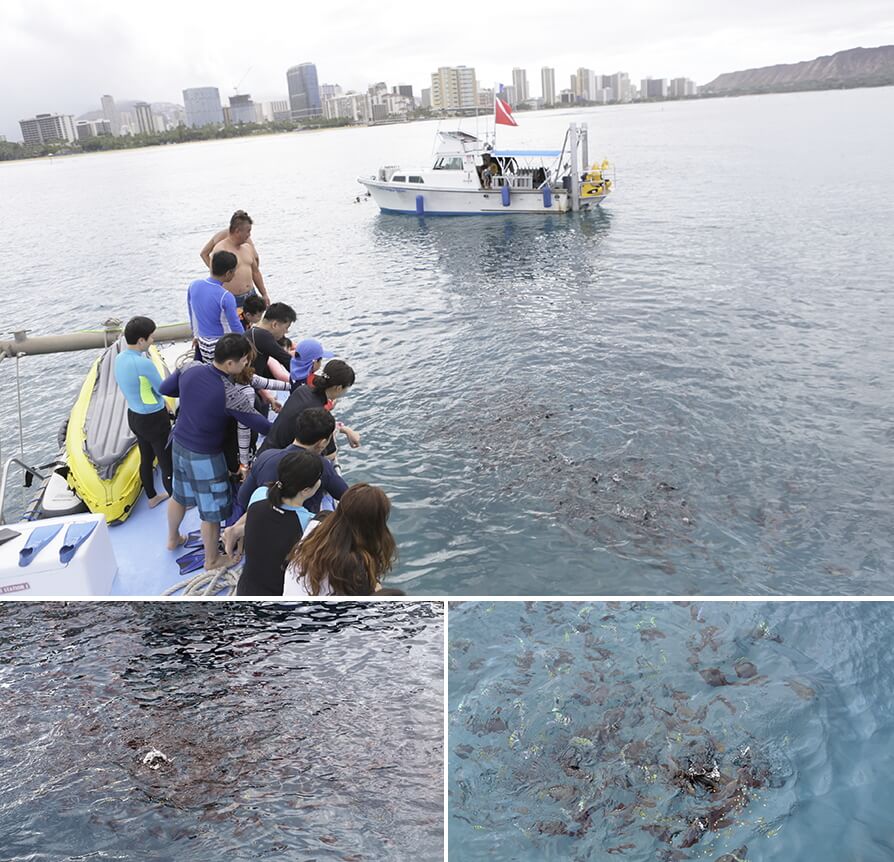 Waikiki Marine Sports -  Deluxe Turtle Snorkeling Package (Snorkel+Sea Kayak+SUP+Water Slide+Trampoline)