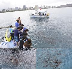Waikiki Marine Sports -  Deluxe Turtle Snorkeling Package (Snorkel+Sea Kayak+SUP+Water Slide+Trampoline)