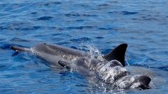 FH Pacific Whale Foundation - Maui: Dolphin Watch