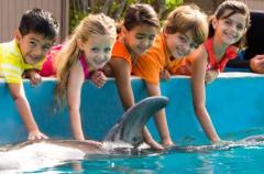 Sea Life Park - Dolphin Aloha