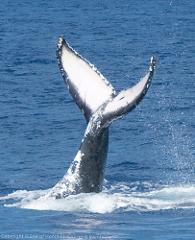 Updated - Star of Honolulu - Oahu: Early Bird Whale Watch Cruise