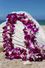 Updated - Fly Shuttle & Tours - Oahu: Honolulu Airport Lei Greeting