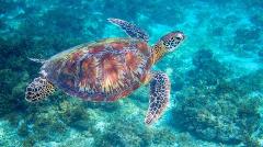 Updated - Go Hawaii Tours - Oahu: Waikiki Turtle Canyon Snorkeling and Swim