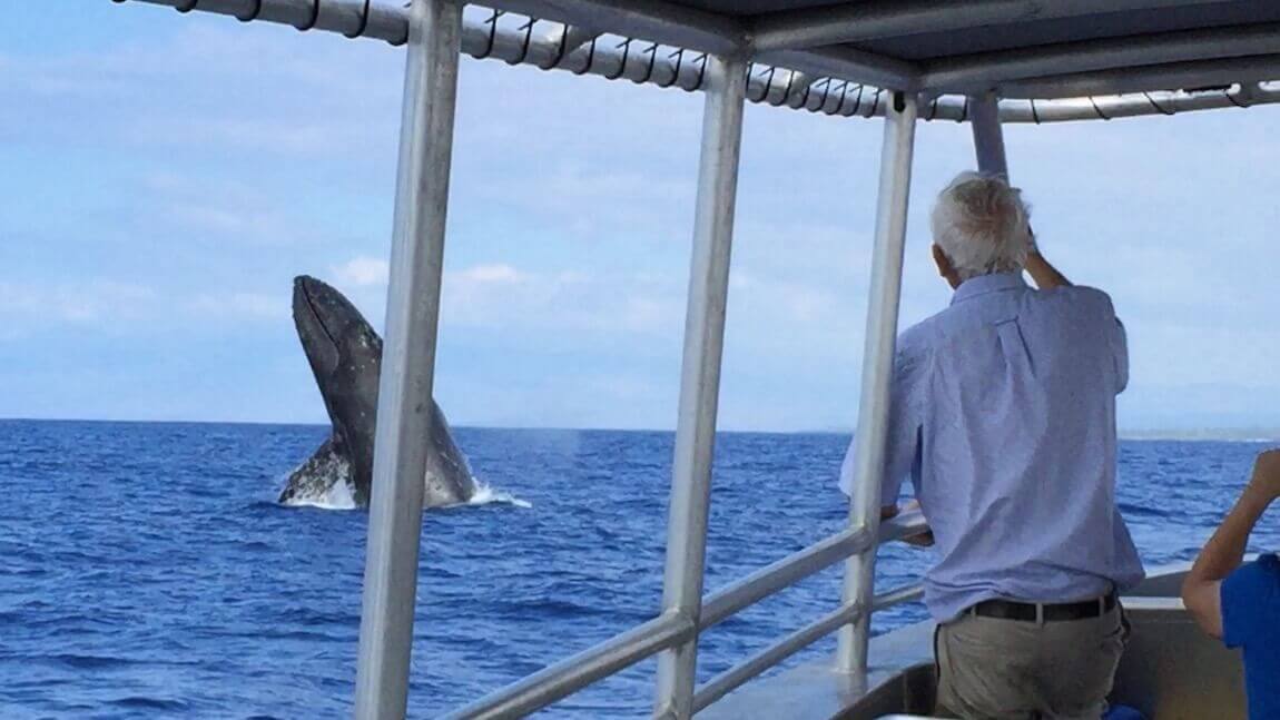 Updated - Hang Loose Boat Tours - Big Island: Whale Watching – Honokohau Harbor