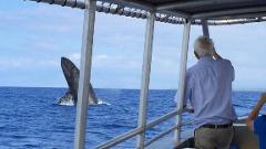 Updated - Hang Loose Boat Tours - Big Island: Whale Watching – Honokohau Harbor