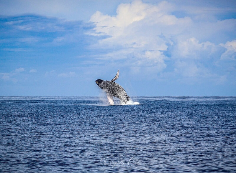 Updated - Hawaii Nautical - Big Island: Mauna Kea Deluxe Whale Watch Cruise - Kawaihae