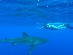 Updated - Hawaii Ocean Adventure Tours - Oahu: Pelagic Shark Dive - Haleiwa