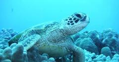 OFFLINE - FH Pure Aloha Adventures - Honolulu Sail and Snorkel with Turtles