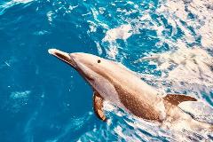 Updated - Indigo Ocean Hawaii	- Oahu: AO HAWAII – Dolphin Watching & Snorkel Tour