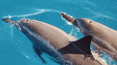 Updated - Indigo Ocean Hawaii	- Oahu: AO HAWAII - Swim with Dolphins